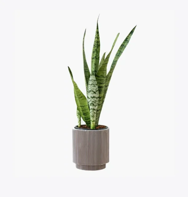 product-image-6_optimized Faucibus Interdum